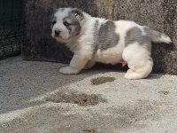 TÜRKİYENİN EN BÜYÜK ALABAY BEBEKLERİ