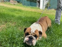 Erkek yetişkin ingiliz bulldog