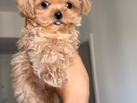 Anne Babadan Orijinal Köre Maltipoo