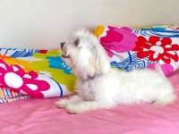 6 aylık dişi maltese terier