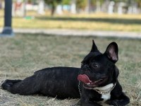 1 yaşında oyuncu french bulldog