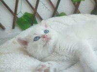 Pamuk British Shorthair Prenses Yeni Yuvasını Arıyor