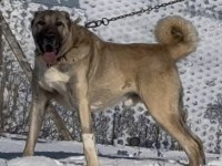 Yavru Ve Yetişkin Üst Seviye Kangal Köpekler