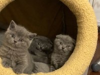 2 aylık ayı surat surat scottish fold