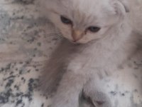 Son 2 yavru scottish fold erkek