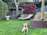 ÜCRETSİZ - FRENCH BULLDOG 9 AYLIK ERKEK