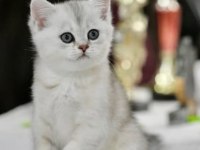 Asil Renkleriyle Ns24 British Shorthair