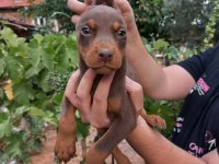 Doberman yavrular
