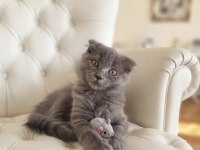 Sevimli Scottish fold kız