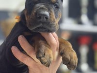 Avrupanın en iri doberman yavruları