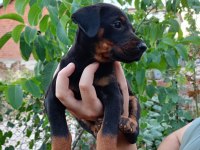 Siyah Dişi Erkek Doberman