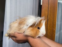 Acil otu ve peletiyle sahiplendirme ücretsiz ginepig