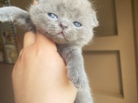 scottish fold kırık kulaktır dişi ve erkek