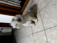 Yavru köpeğimi sahiplenme