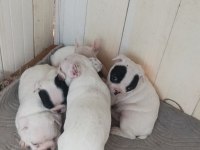 Teslime Hazir French Bulldog Yavrulari