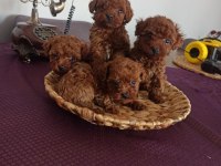 Kore toy poodle dişi erkek yavrular ırk garantili
