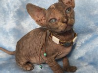 Naked Beauty Sphynx