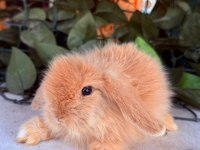 ORJINAL HOLLANDA TEDDY LOP TAVŞAN YAVRULAR