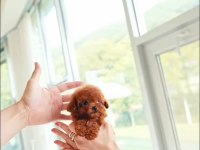 Micro Boy Poodle Yavrularımız