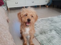 6 Aylık Dişi Maltipoo