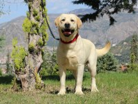 SAFKAN SECERELİ LABRADOR YAVRULARI