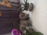 Orjinal scottish fold yavru isteyenler son kalan yavrular