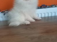 Pomeranian boo beyaz ve orange yavrular