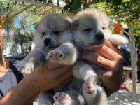 Üretim çifliğimizden Akita yavruları