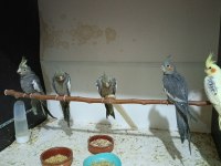 Yeni yeme düşmüş sultan papağanı