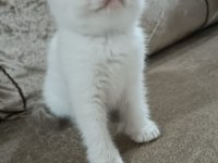 50 Günlük Erkek Scottish Fold Yavrumuz Hazır
