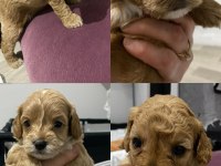 Ankara toy poodle yavruları sahiplerini bekliyor