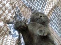 7 aylık scottish fold