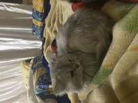 Scottish fold oscar için yuva arıyoruz
