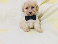 Maltipoo canlarım ev üretimi