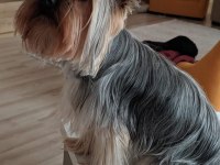 Yorkshire terrier yavru