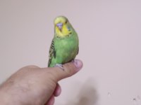 Jumbo Muhabbet Kuşu Yavrular