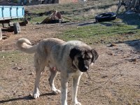 Satılık bir yaşında Kangal kırması