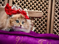 O bir prenses scottish fold