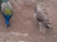 3 YAŞINDA TAKIM TAVUS KUŞLAR