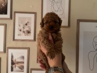 AŞILI WC EĞİTİMLİ TOY POODLE YAVRULAR