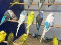 Show jumbo muhabbet kuşu