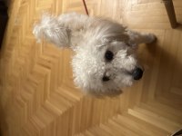 Toy Poodle Dişi Yavru