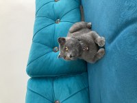Pakize hanıma sahip arıyoruz scottish fold