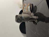 1.5 yaşında scottish fold