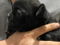 Belçika Kurdu (Malinois)