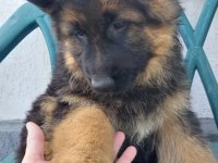 Saf kan alman çoban köpeği yavruları