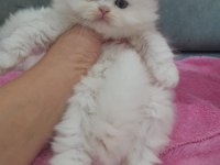 Muhteşem british longhair erkek bebek