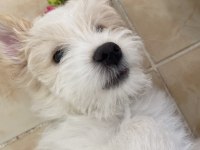 Aşıları tam erkek minik maltipoo yavru