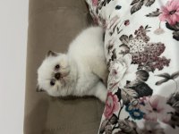 Beyaz Scottish Fold