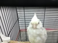 Erkek yavru sultan papağanı